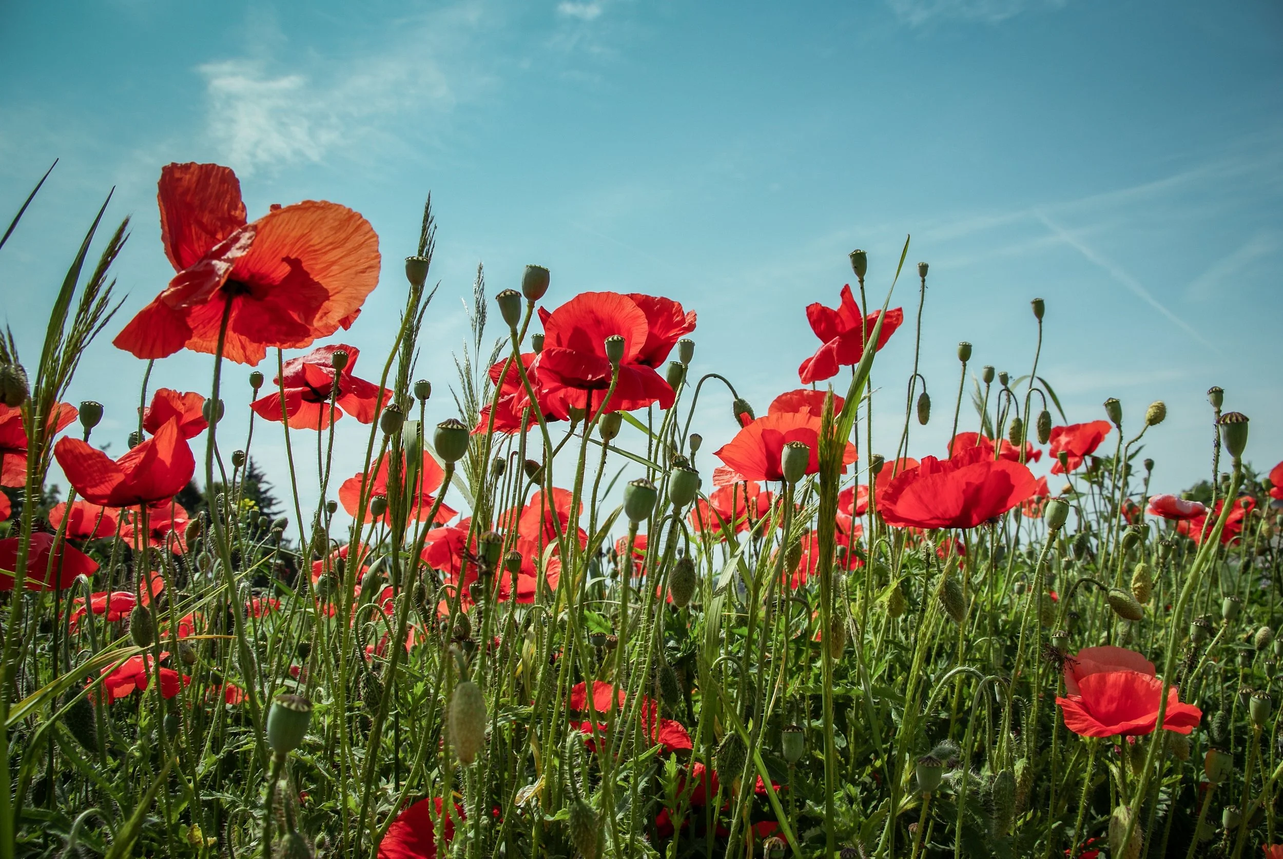 Photo by Katarzyna Pe on Unsplash