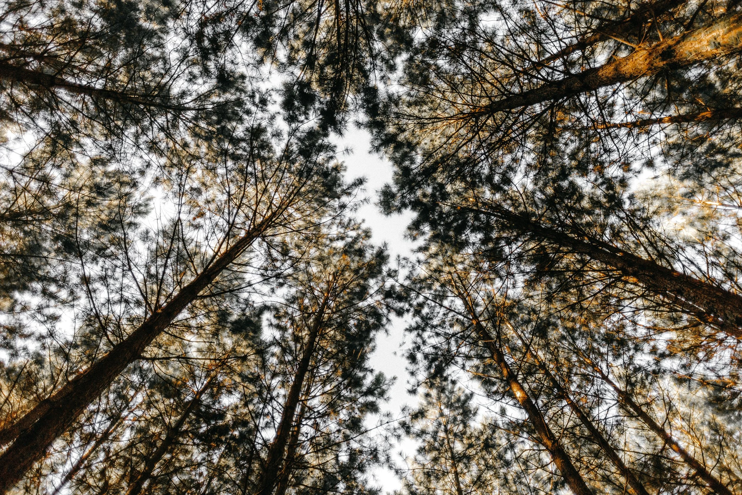 Photo by Jonathan Borba on Unsplash