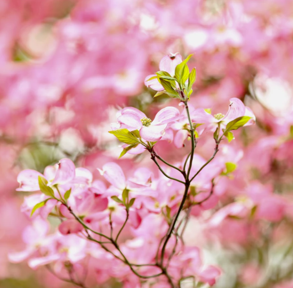 Best Links of the Week: April 28, 2019