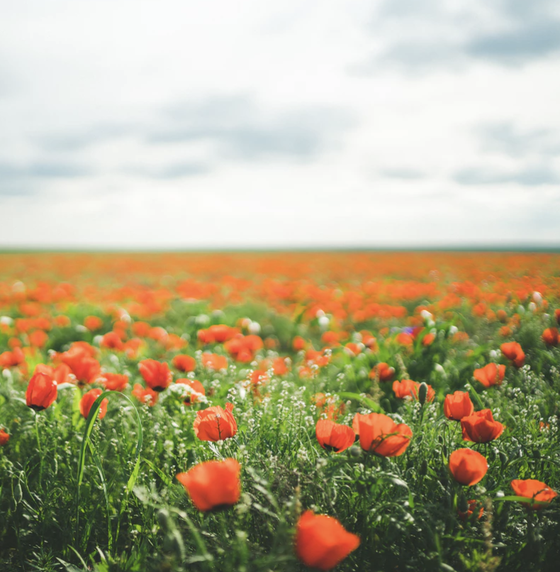 Best Links of the Week: June 15, 2019