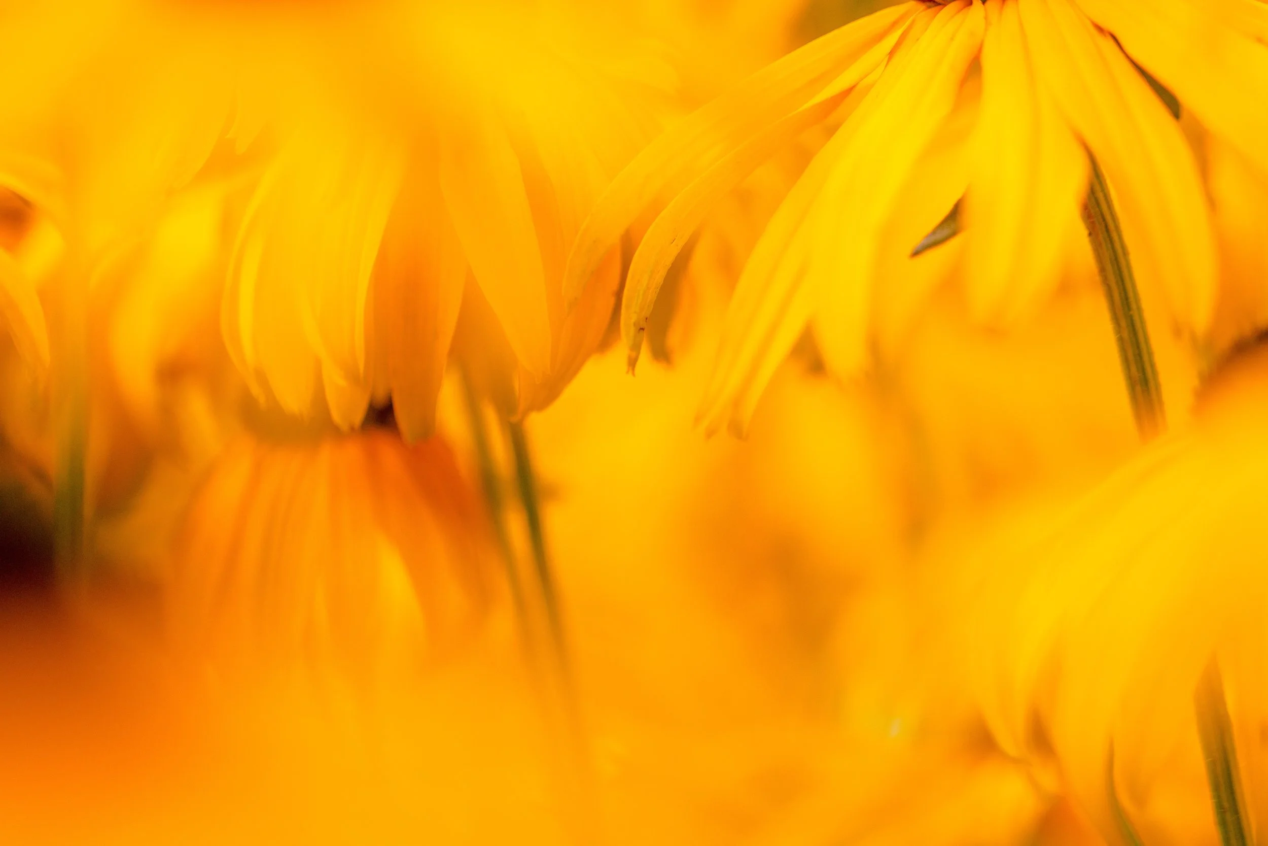 Photo by Patrick Connor Klopf on Unsplash