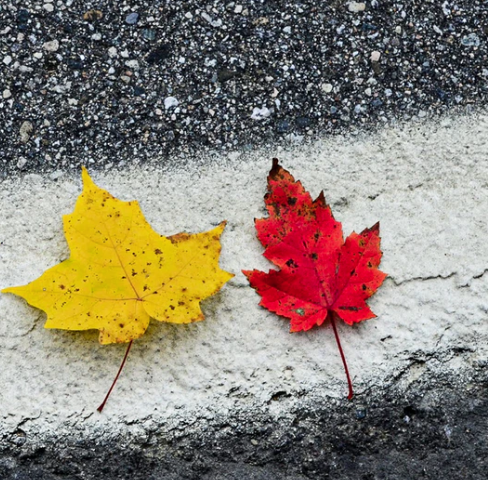 Best Links of the Week: October 26, 2019