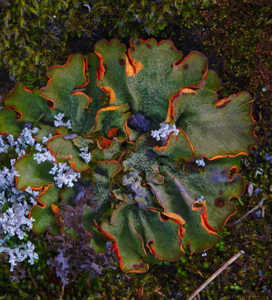 Best Links of the Week: December 7, 2019