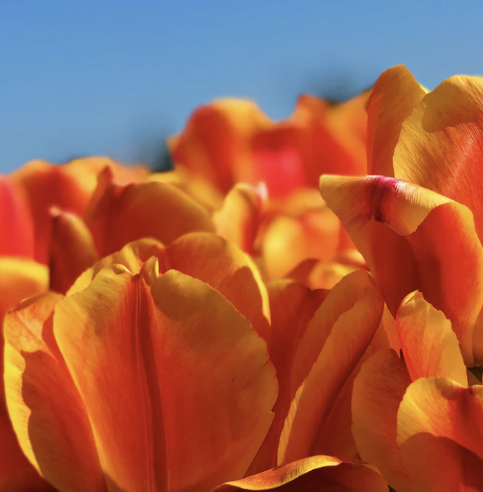 Best Links of the Week:  April 25, 2020