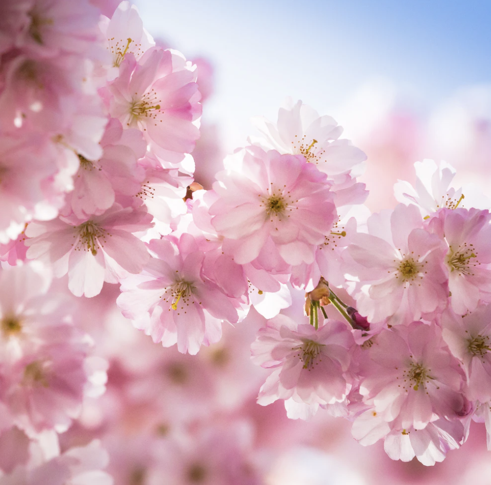 Best Links of the Week:  May 8, 2020