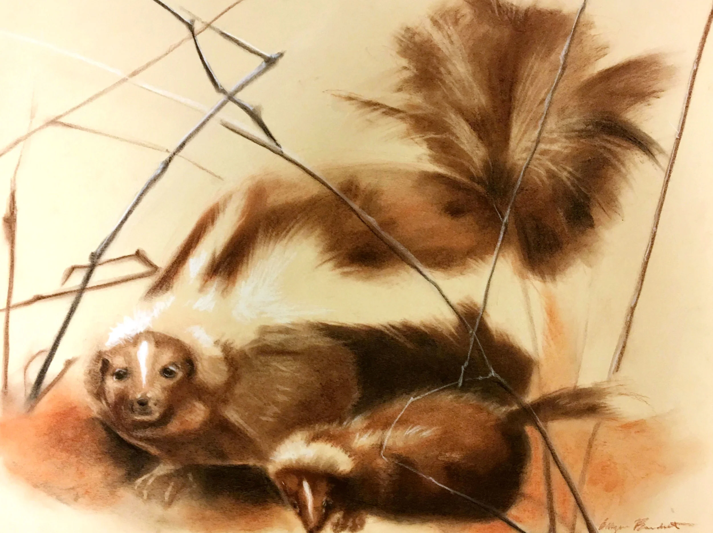 Skunks Drawing 1 copy.jpg