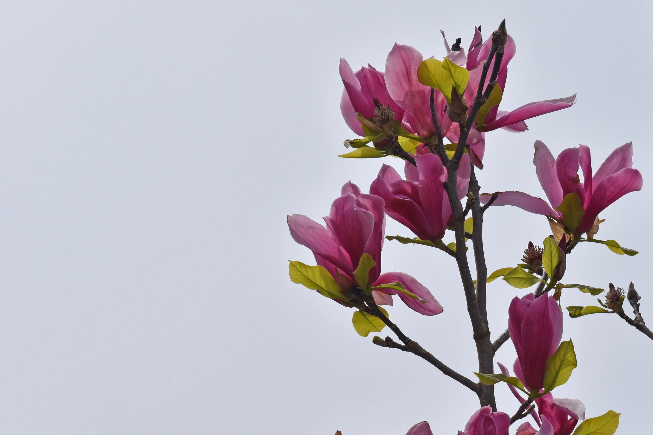 DSC_0939.jpeg