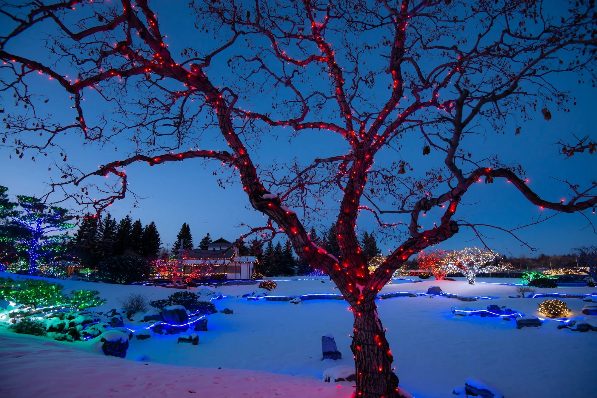 Nikka Yuko Japanese Garden - Winter Lights