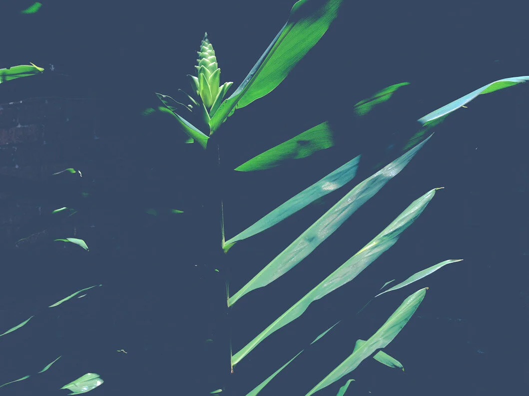 Beauty Has a Healing Power 