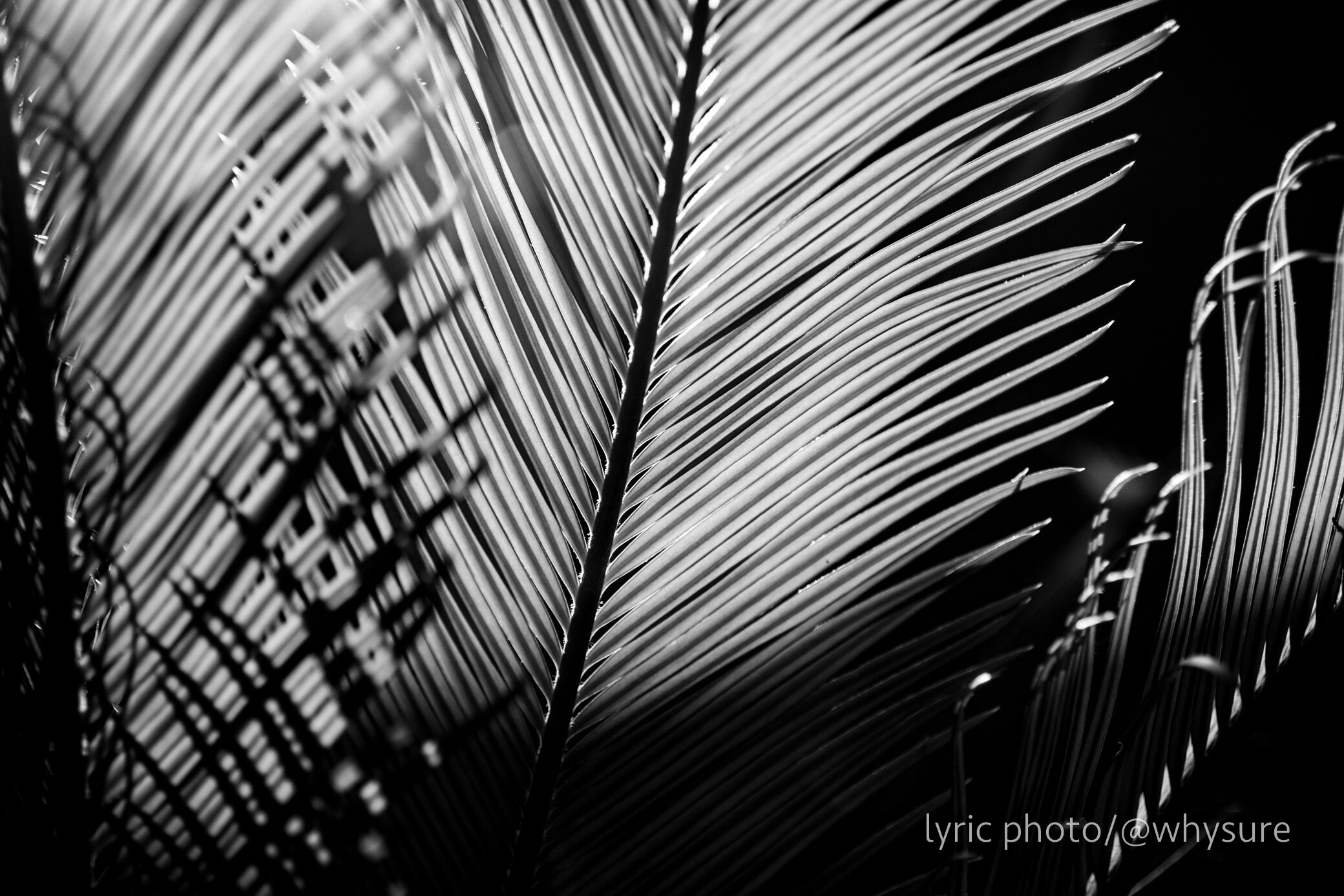 Sago Palm