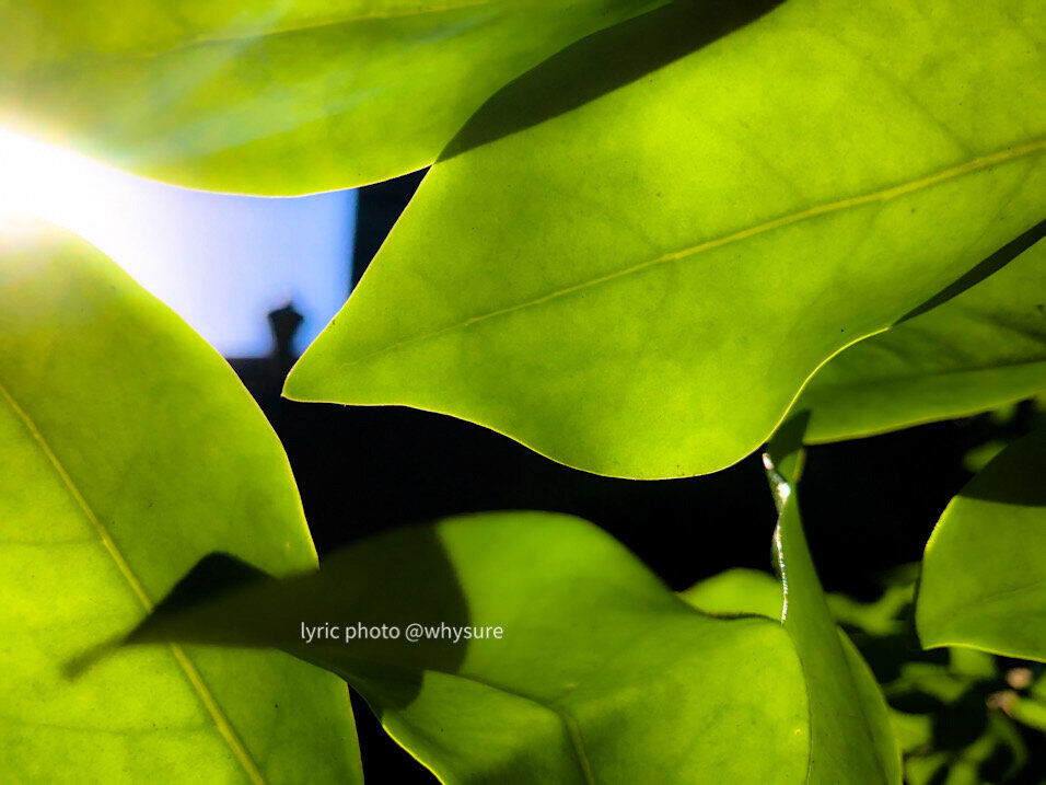 Lugustrum leaves backlight beautiful light
