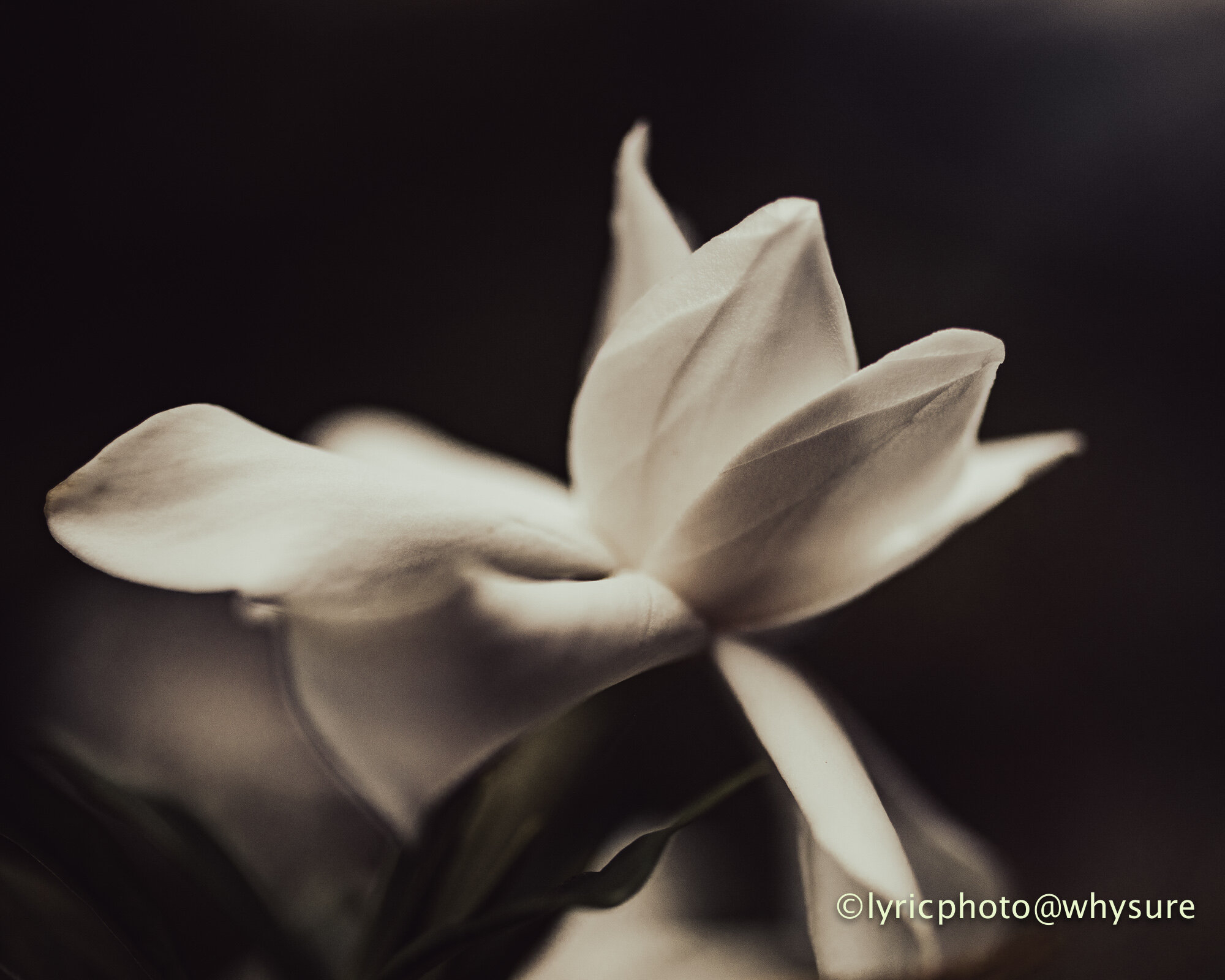 Gardenia #1