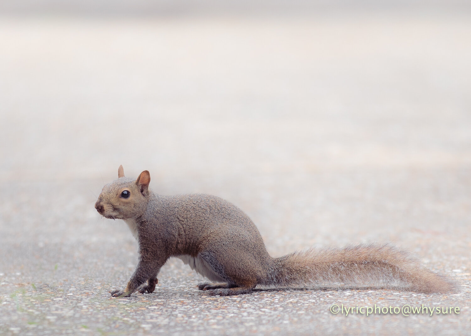 Hello, sweet squirrel