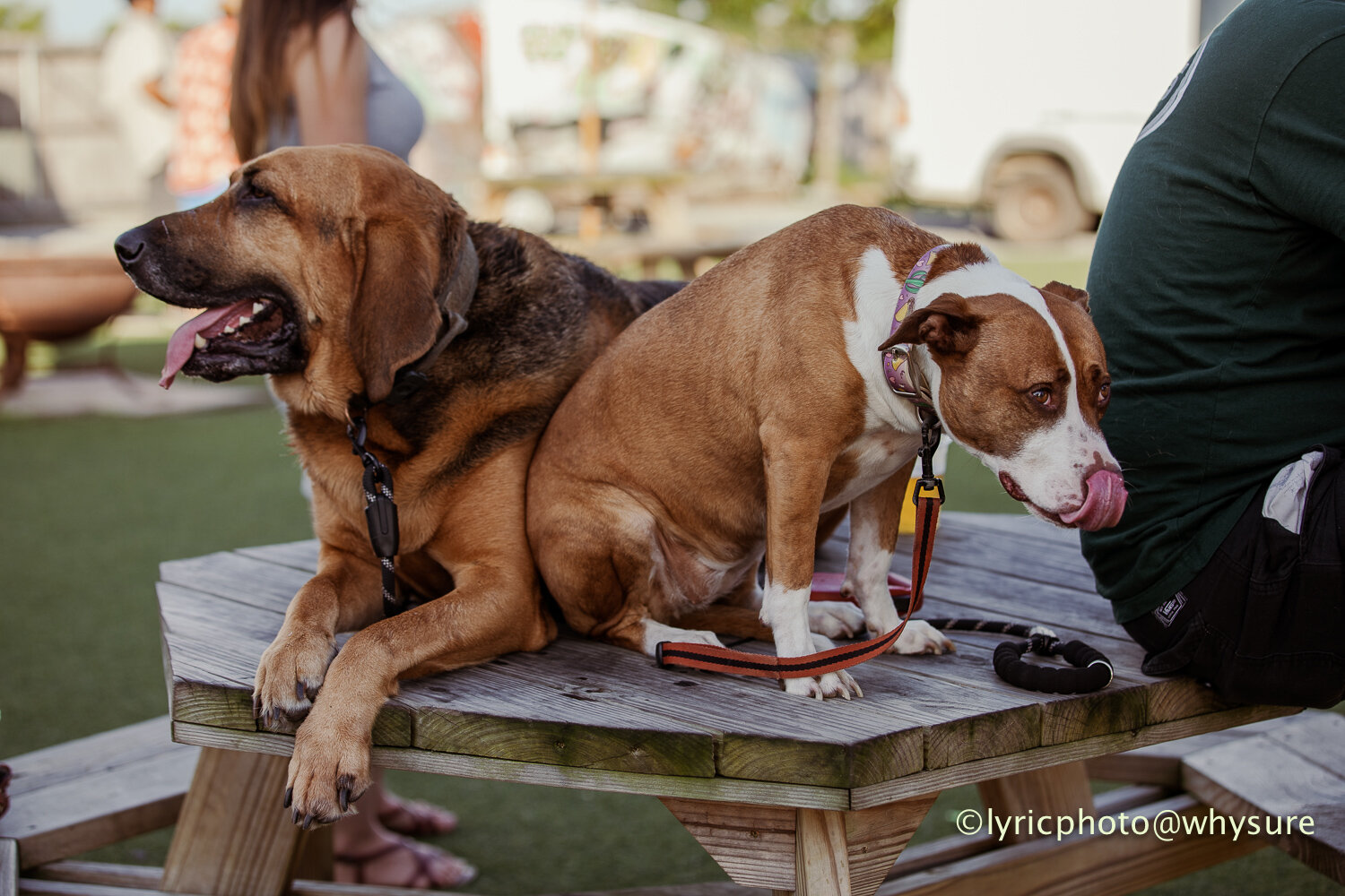 Dogs of summer