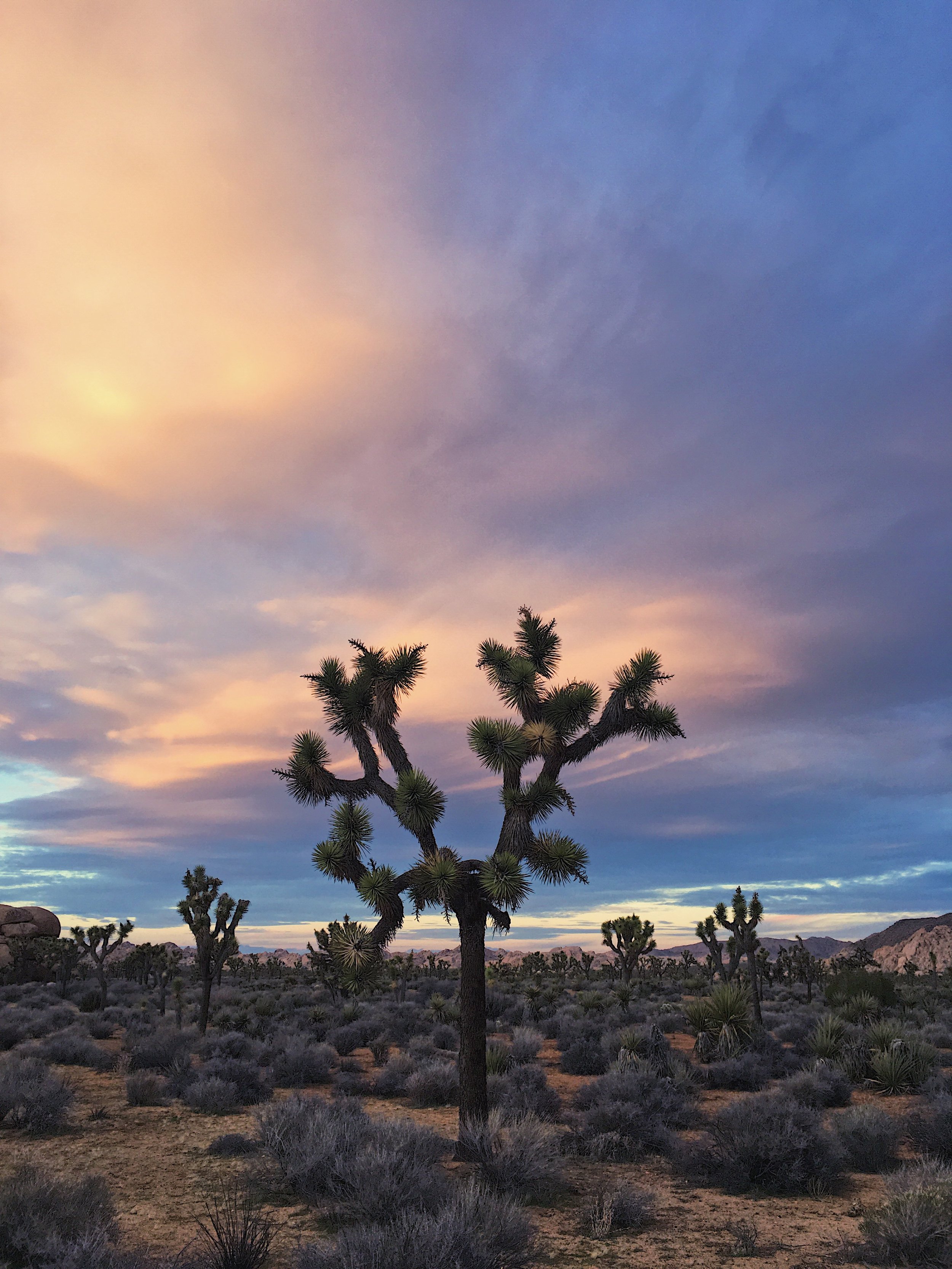  Joshua Tree National Park 