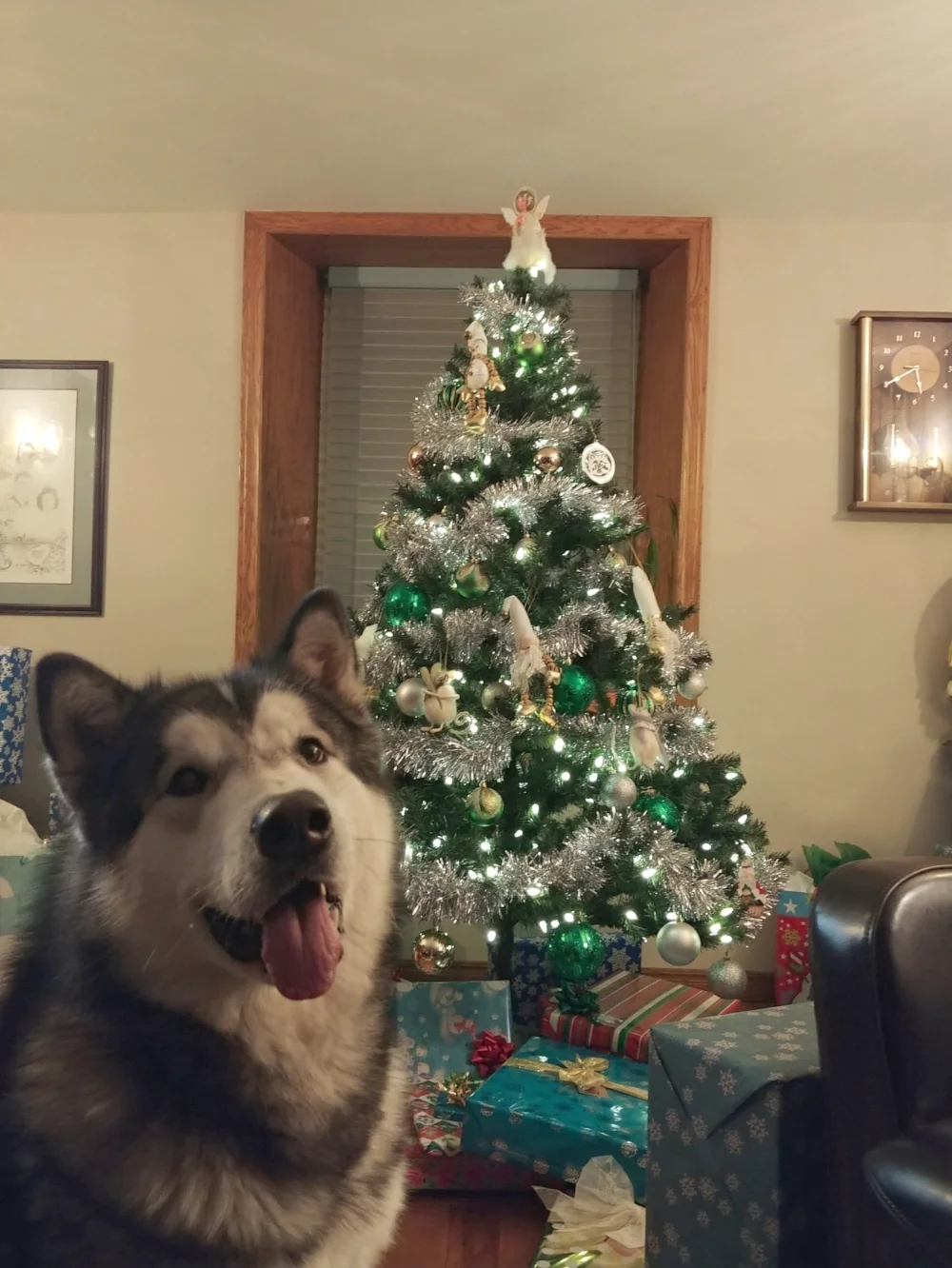 Meeko is excited for the holidays!