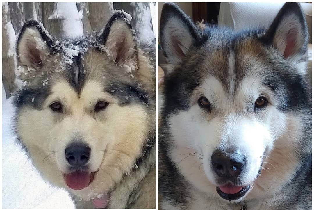 I wonder if these two are related? 

Kaiju and his sister Bella 🖤

Huge thanks to @millerinsulation  for sharing this beautiful photo of Bella, she is absolutely gorgeous!!