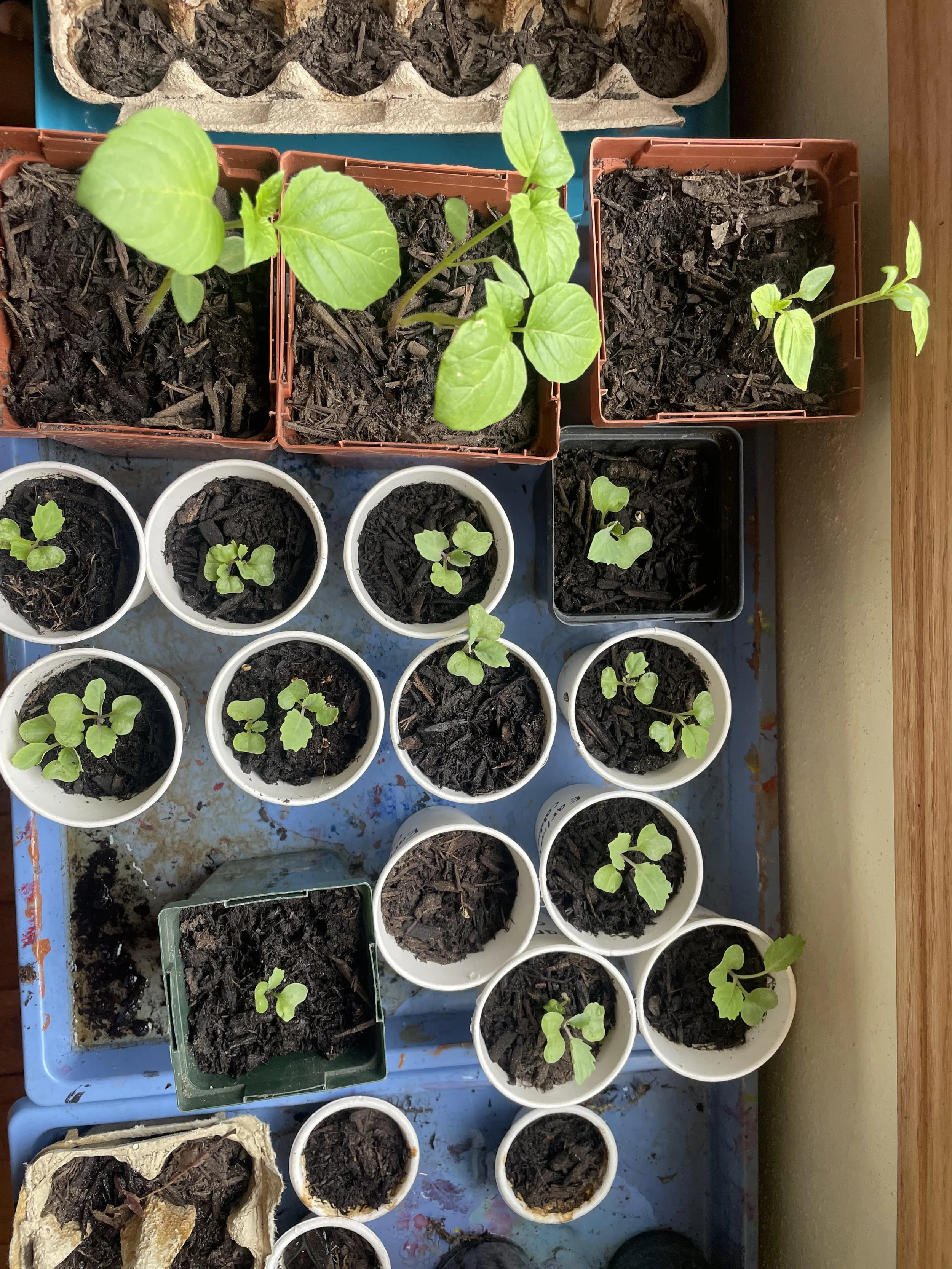 Plants, Books, and Bake Sale