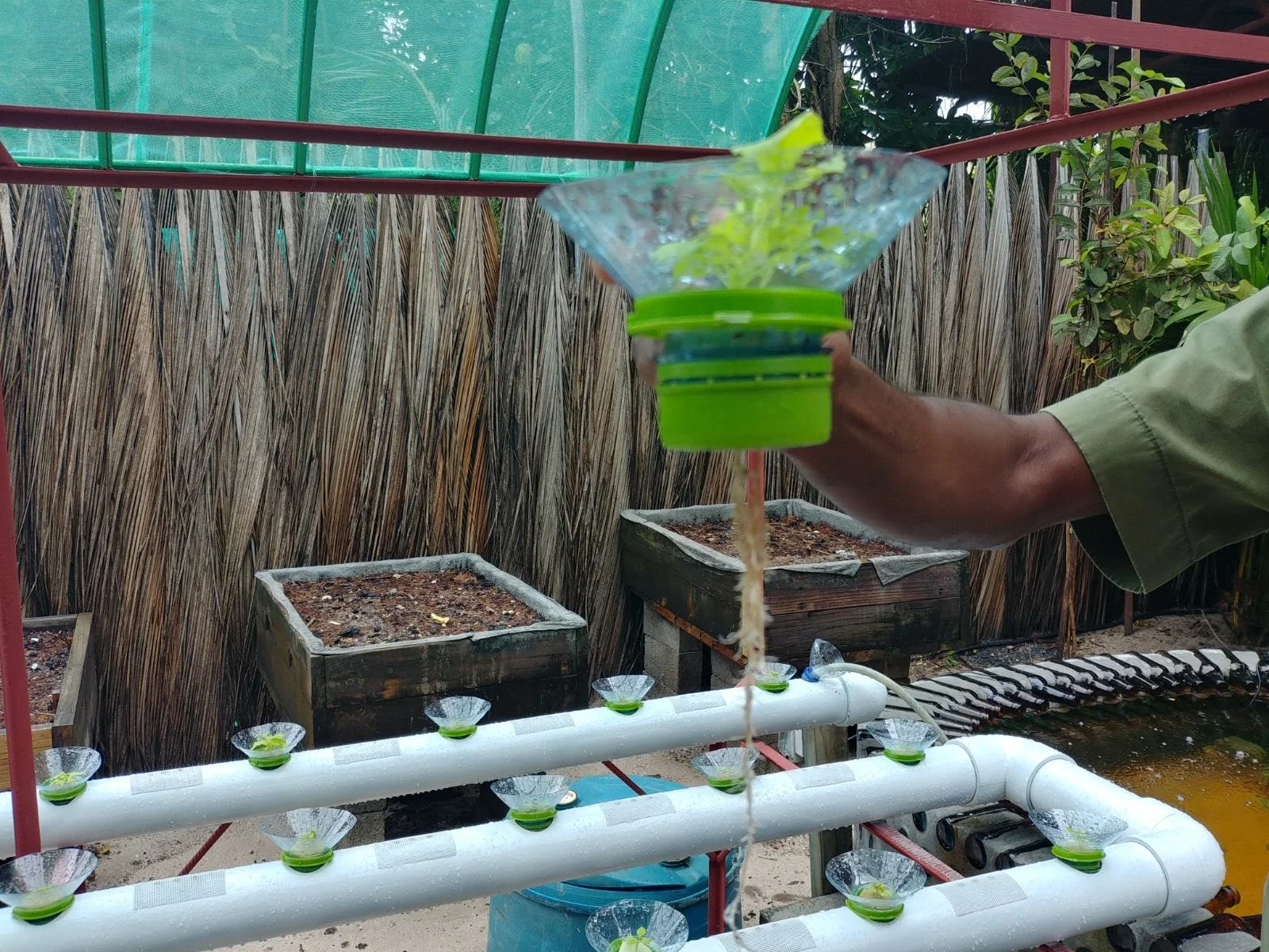 One of their project to grow cabbage on-site with a recyclable water system for the plants