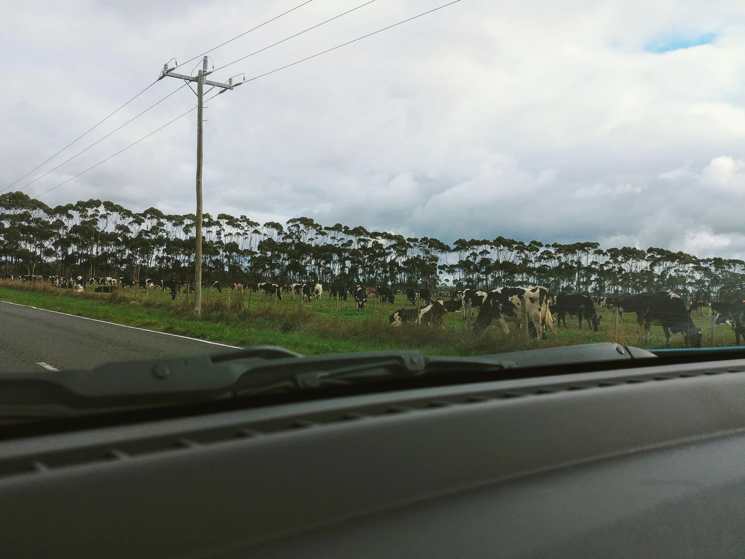 Cows!!! They are so adorable