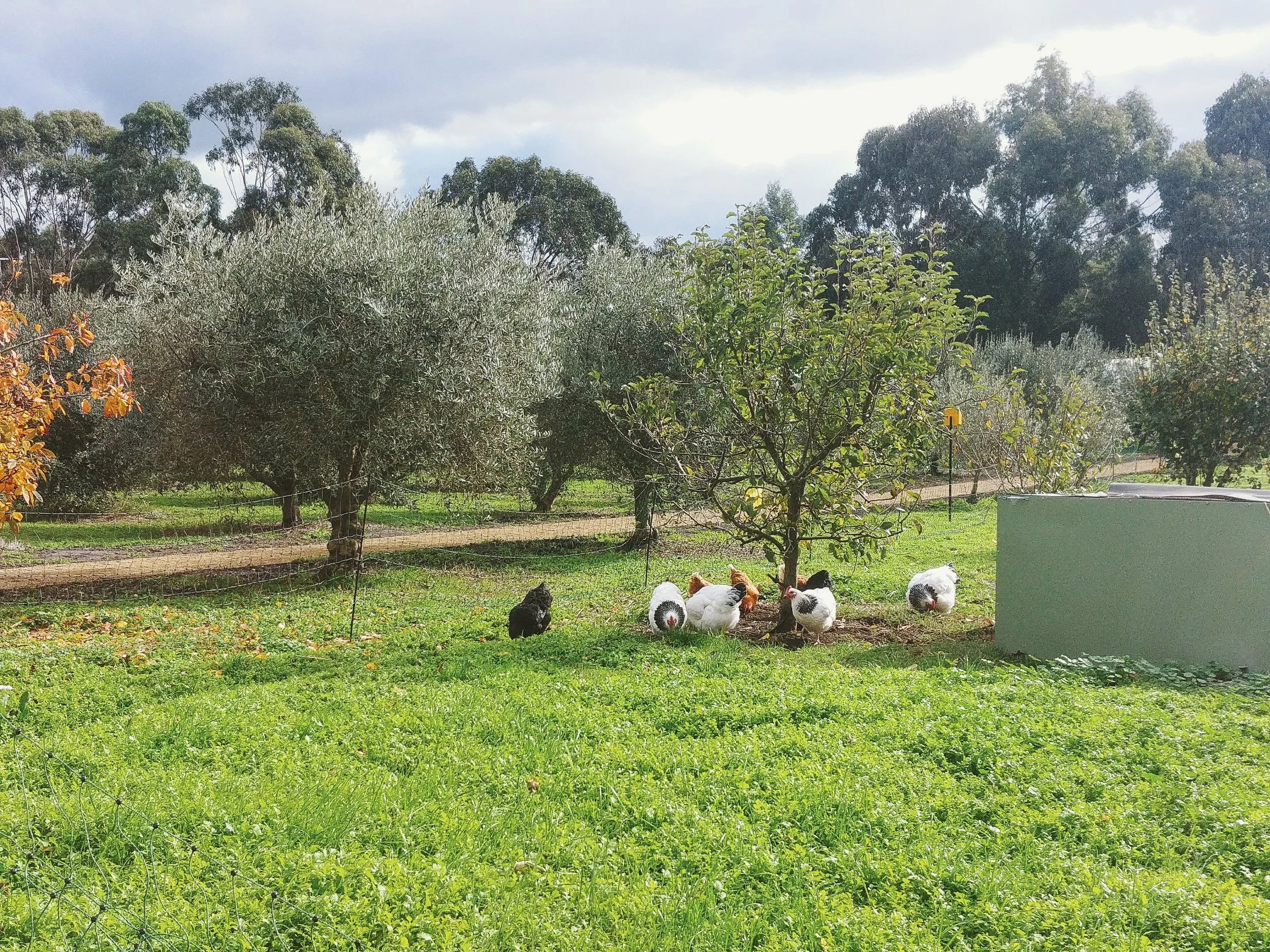 Love the free range chickens, they are so fat and makes you want to cuddle one!
