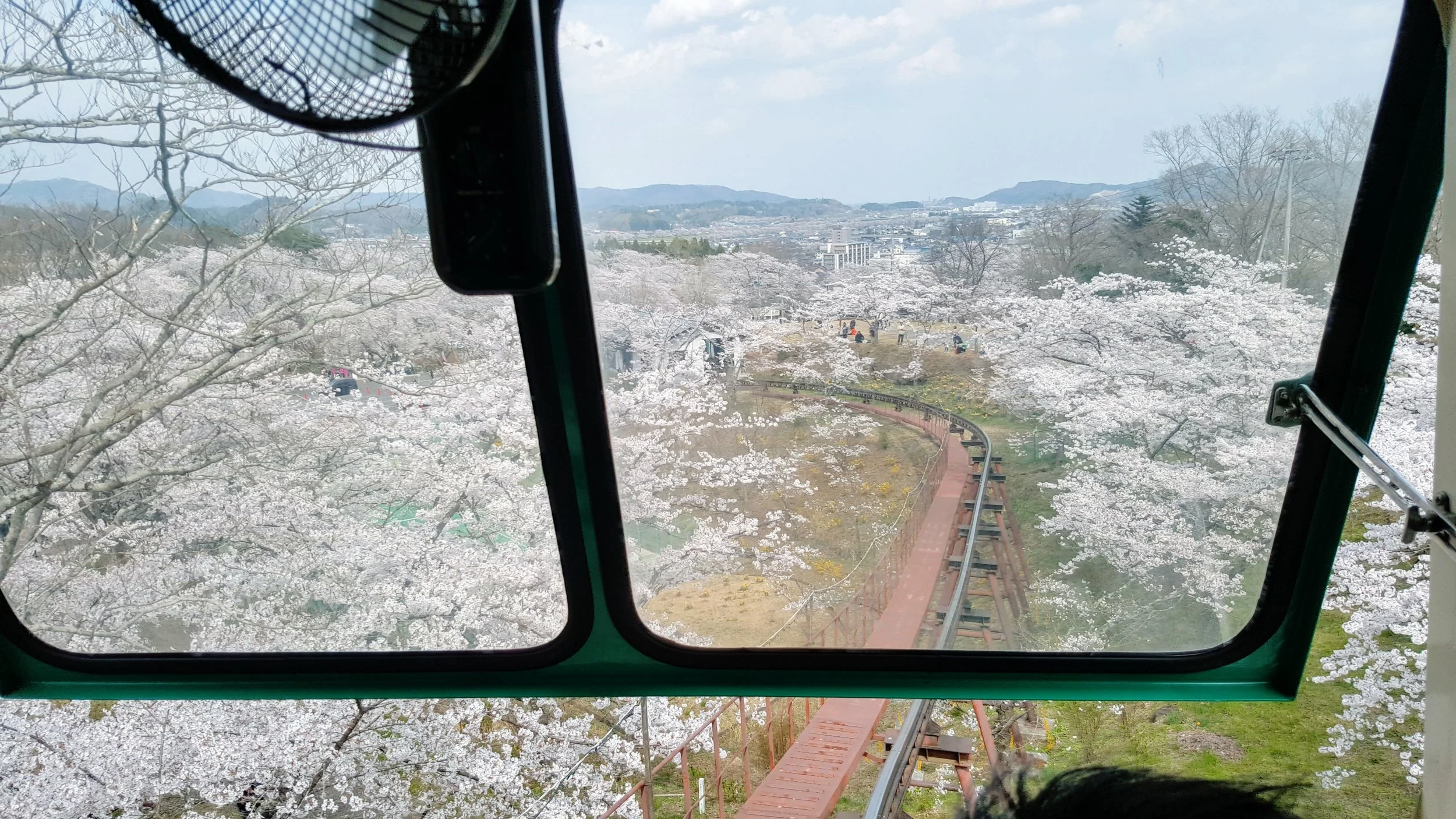 Cherry blossom trees along the 10-min tram ride uphill