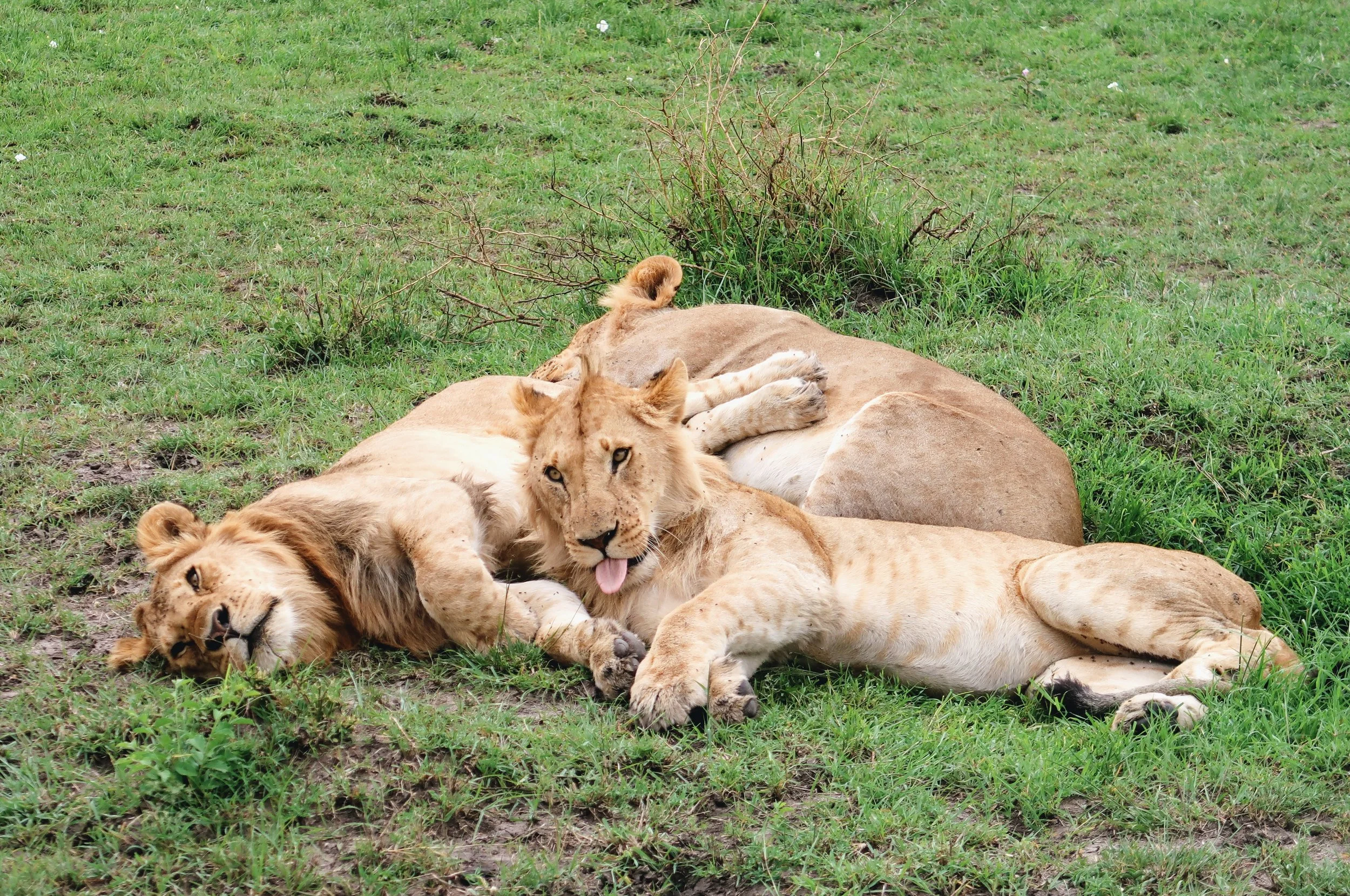 maasai-mara-male-lions-sleeping