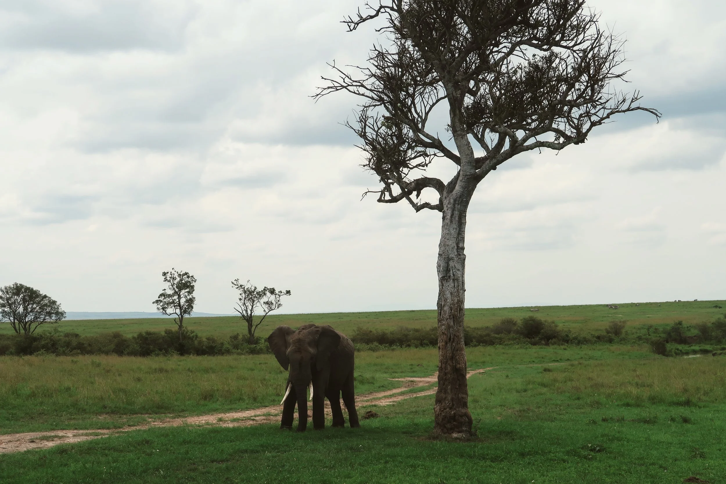 maasai-mara-wild-elephant