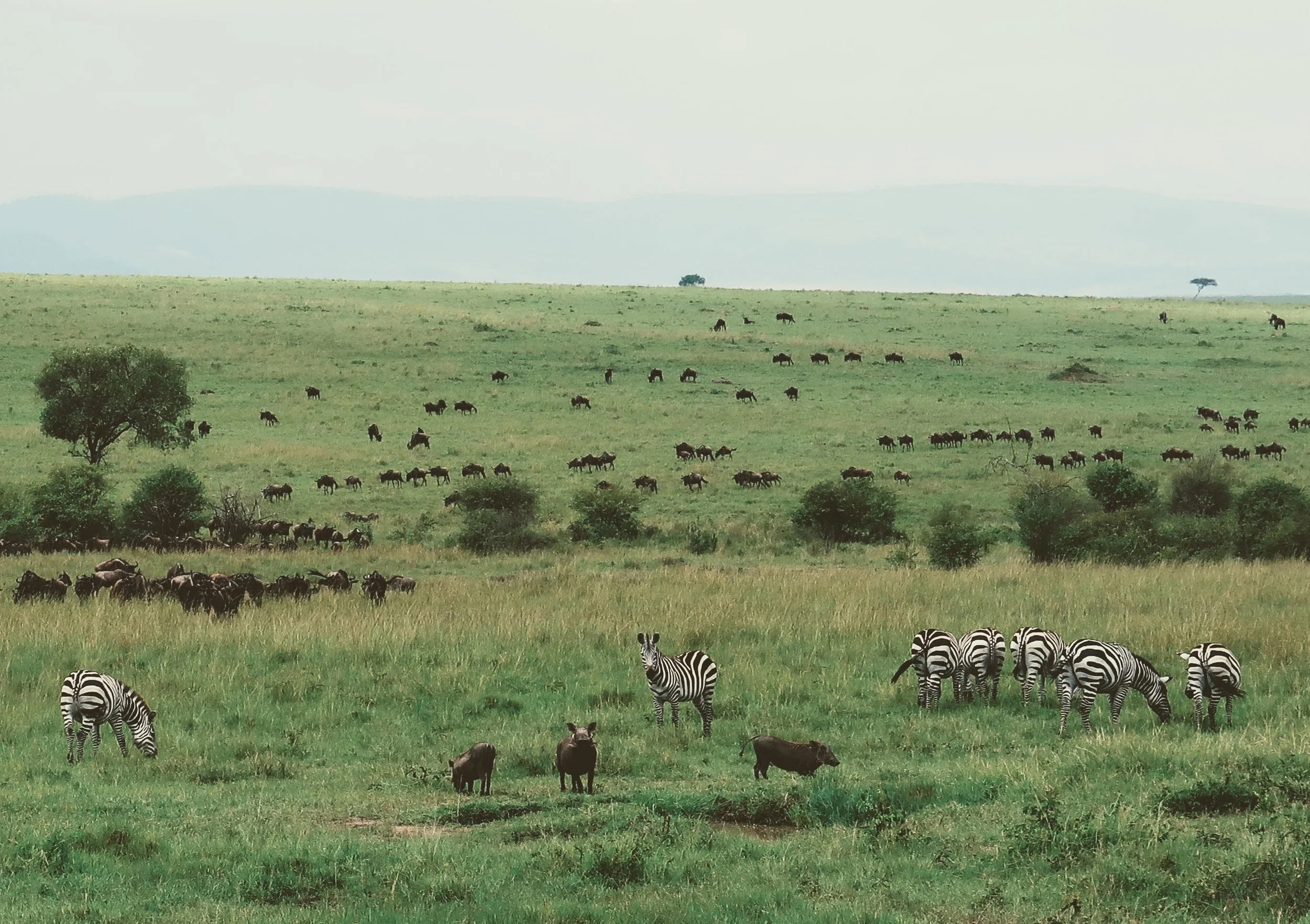 Maasai Mara, Kenya