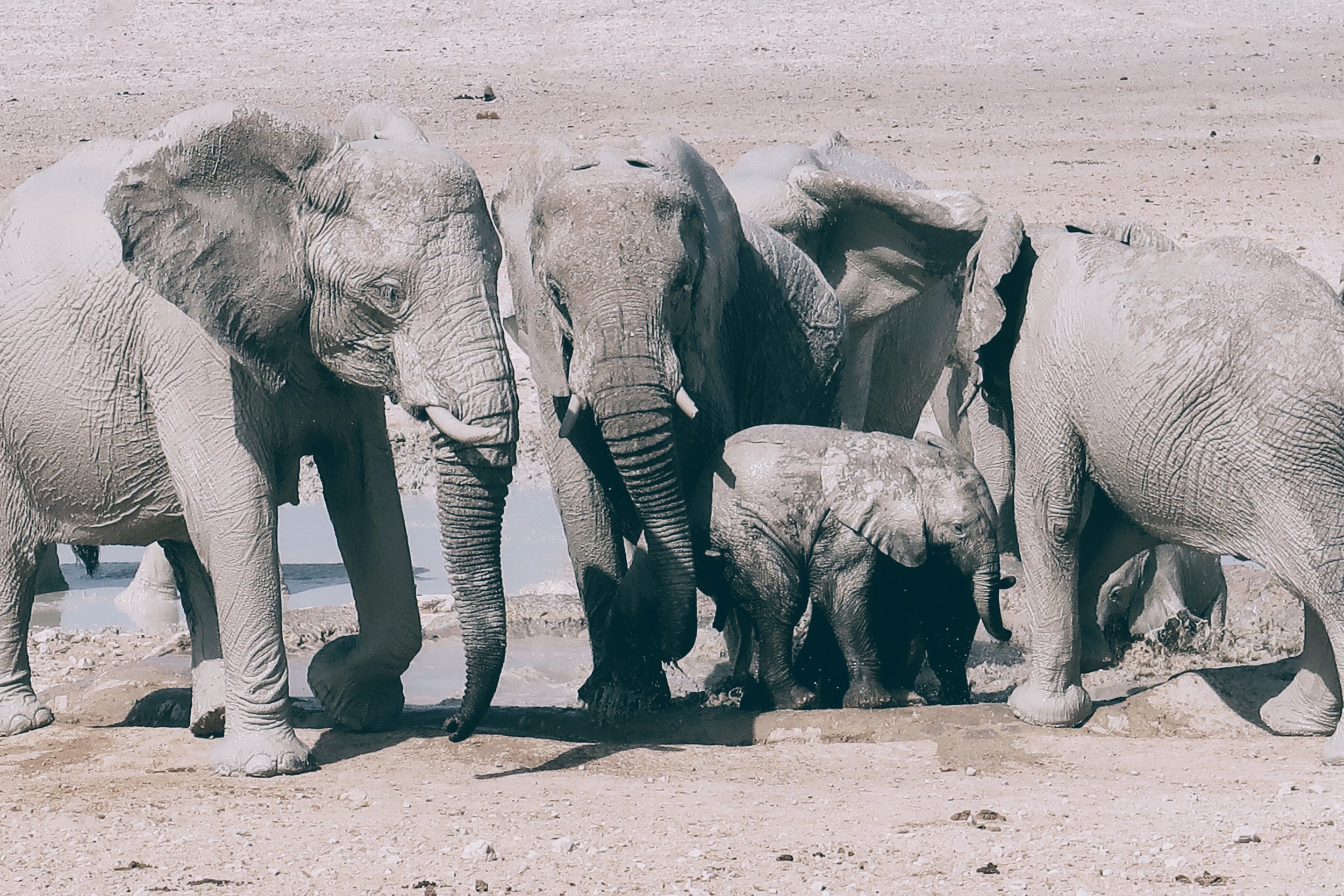 Etosha National Park, Namibia's Greatest Wildlife Reserve