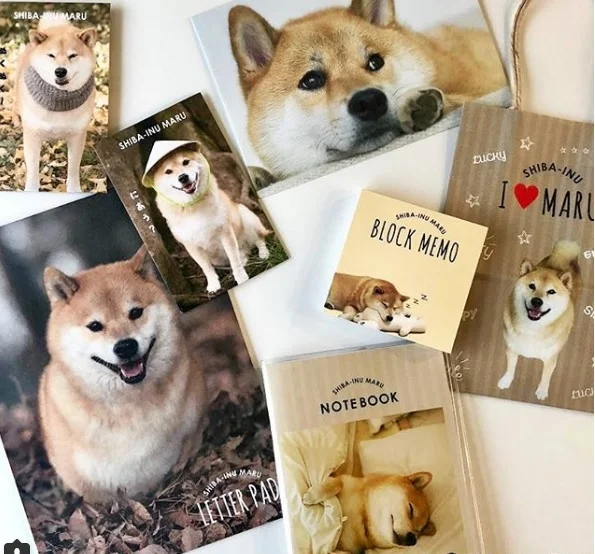 articulos Shiba Inu.jpg