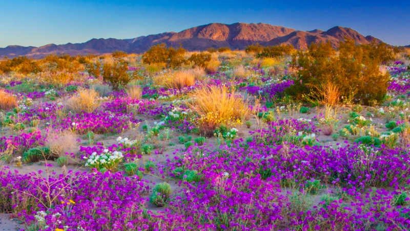 Screen Shot 2018-01-16 at 4.40.52 PM.png