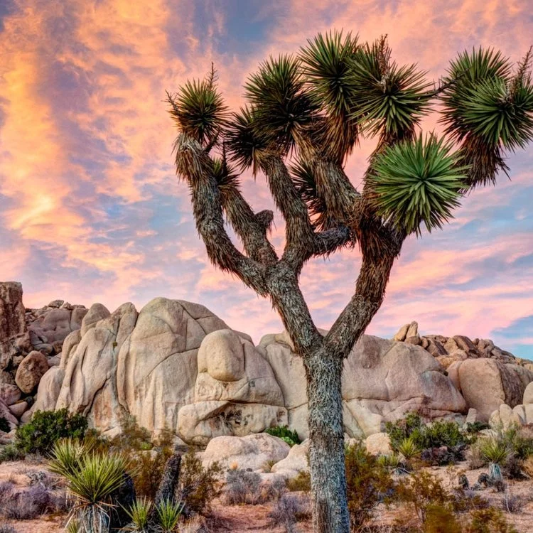 joshua-tree.jpg
