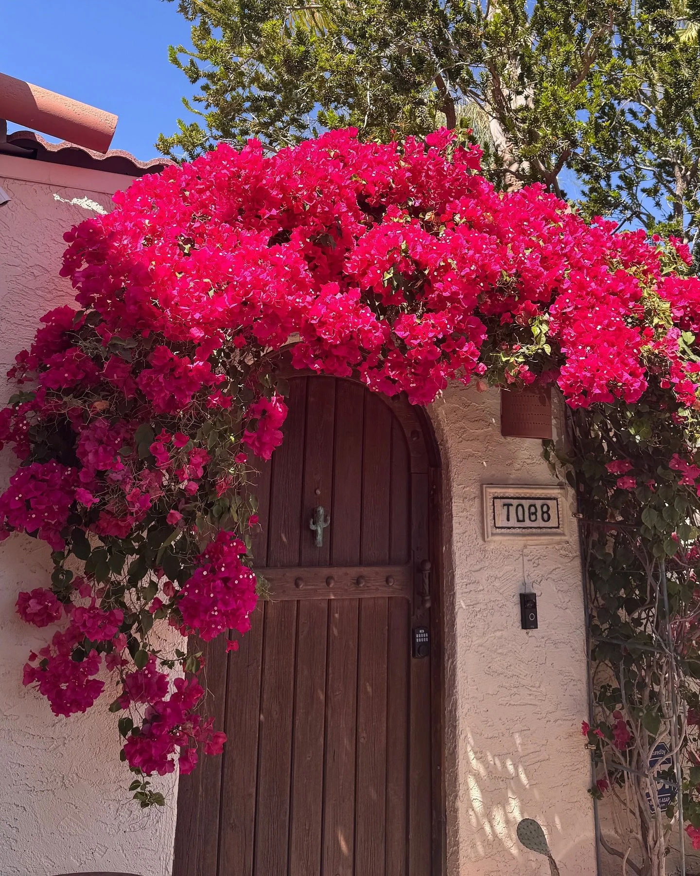 Bougainvillea season is the best season.