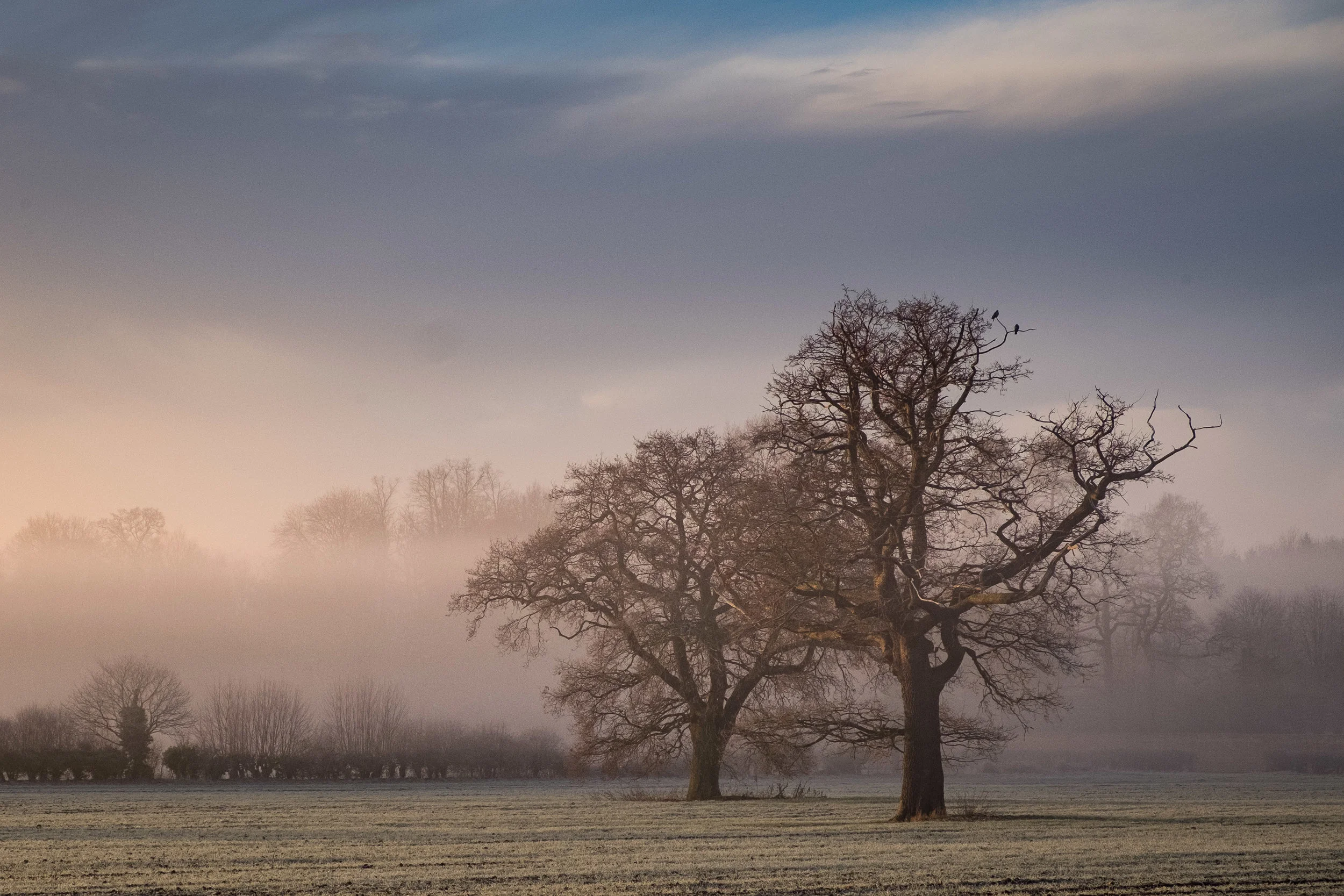 Winter Trees - Chevening