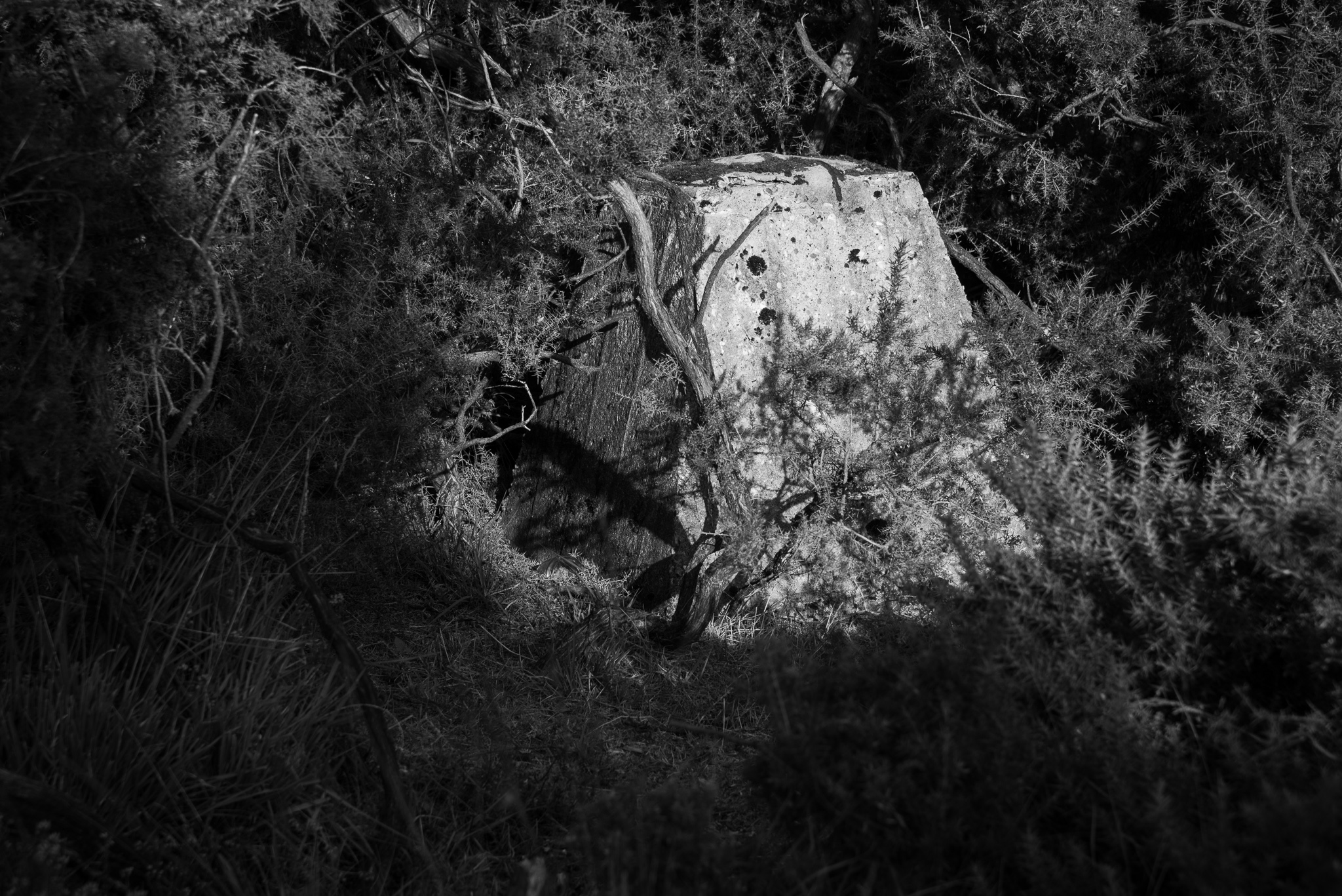Anti Tank Pimple, Overgrown with Bracken Ashdown Forest