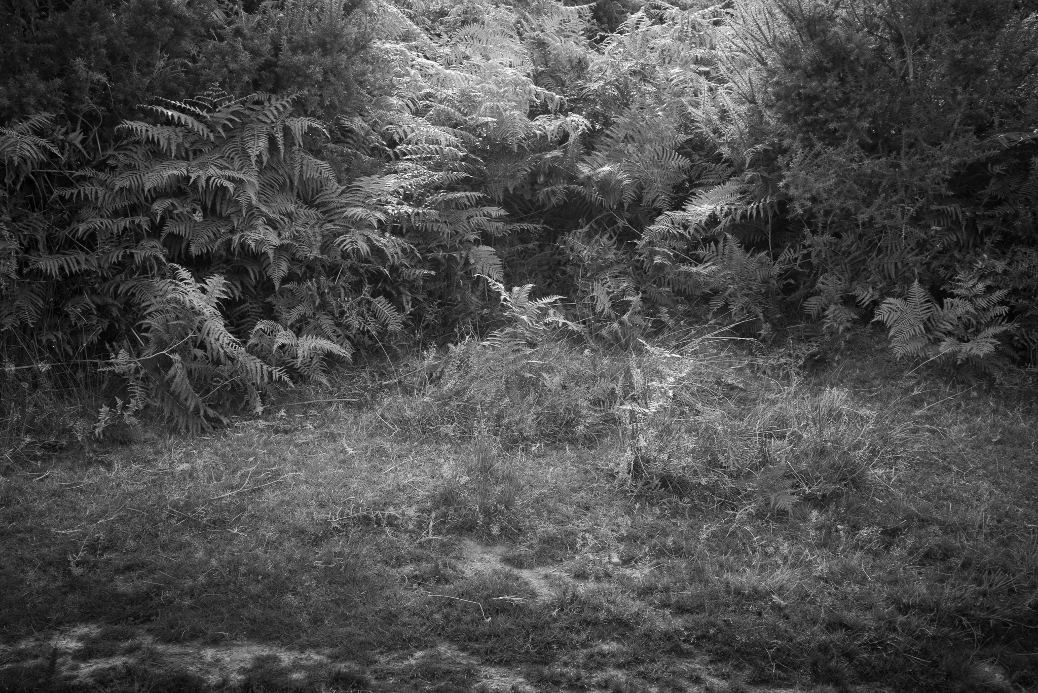 Remains of a 18th Century Field Kitchen - Ashdown Forest