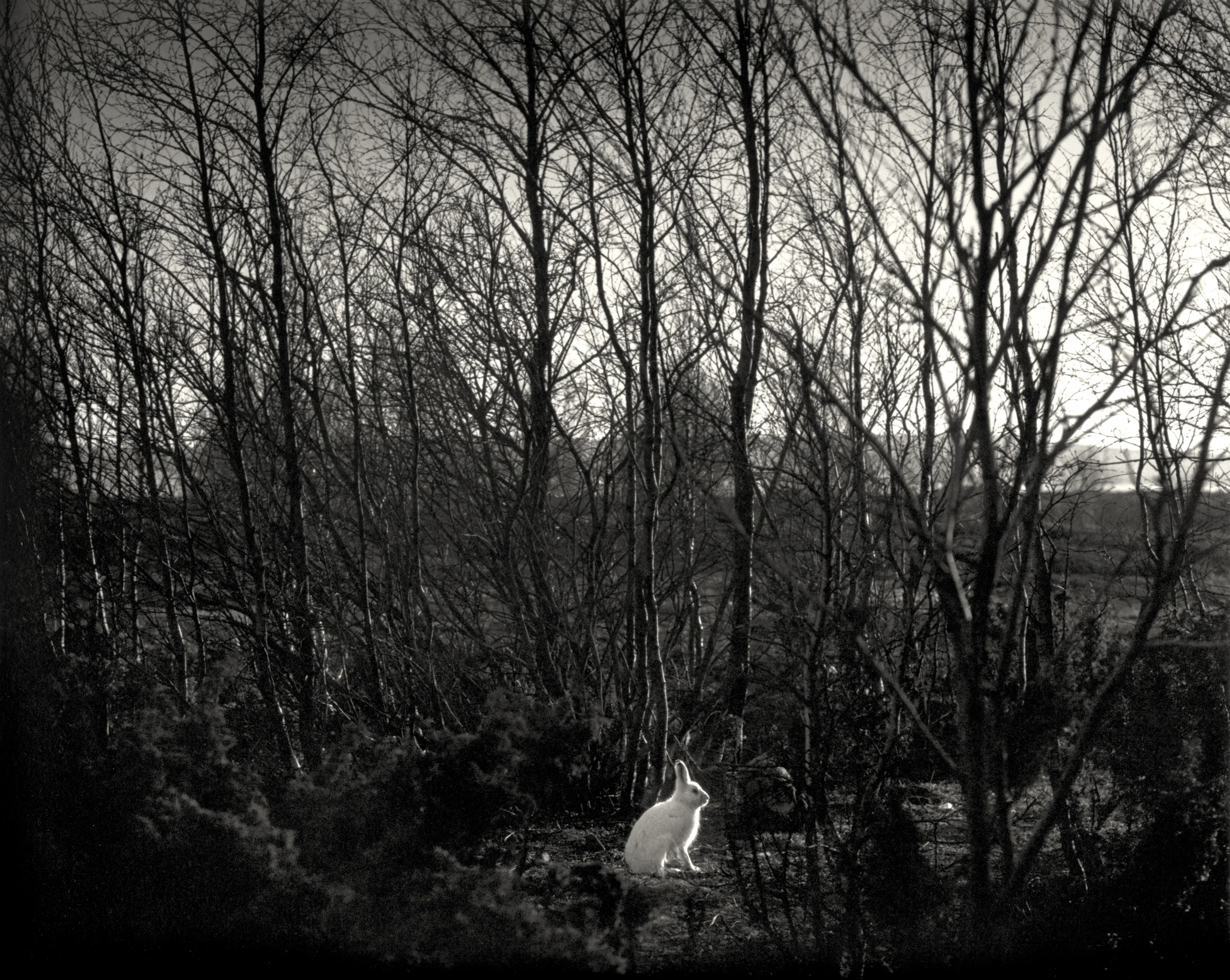 Pentti Sammallahti
