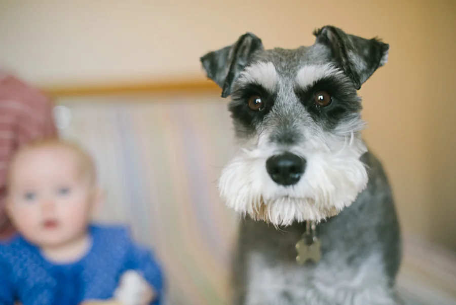 Pet & Baby Photographer-14
