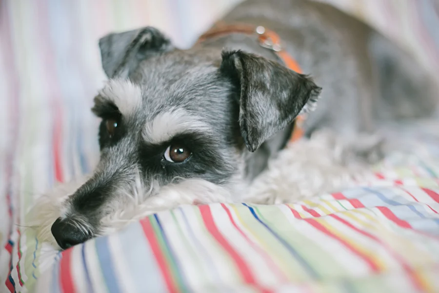 Pet & Baby Photographer-17