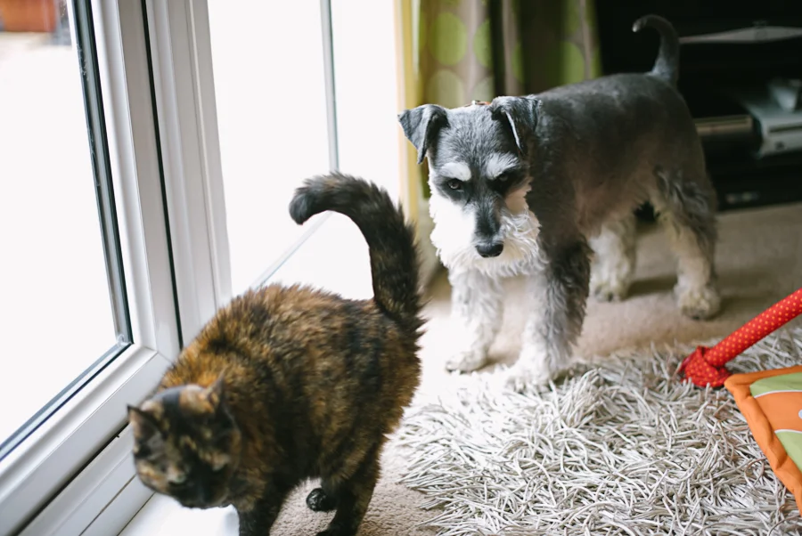 Pet & Baby Photographer-19