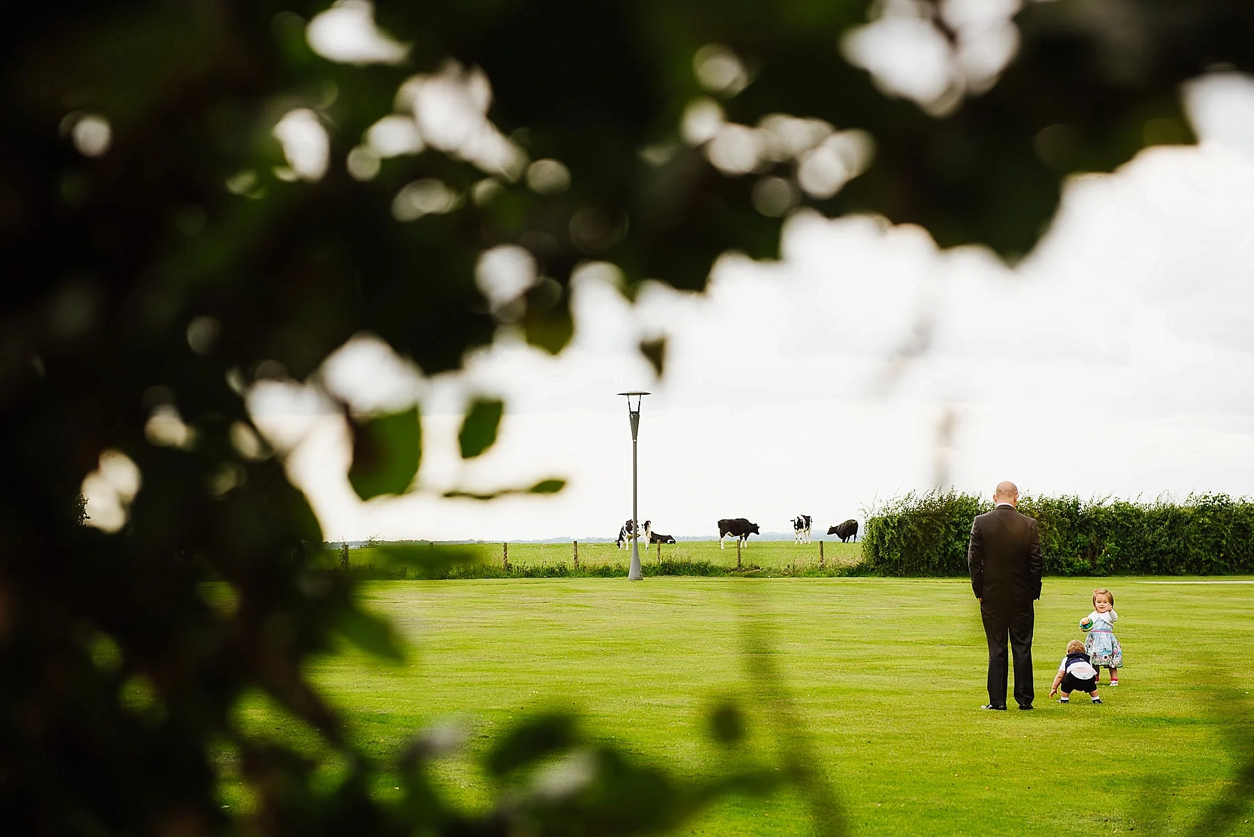 Cows in the distance across the lawns of stanley house with children playing
