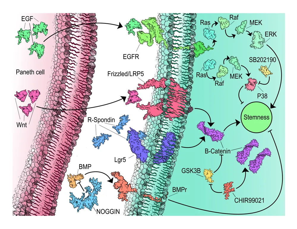 The growth factors and molecules introduced, and naturally present, to an intestinal stem cell in order to maintain 'stemness'.
