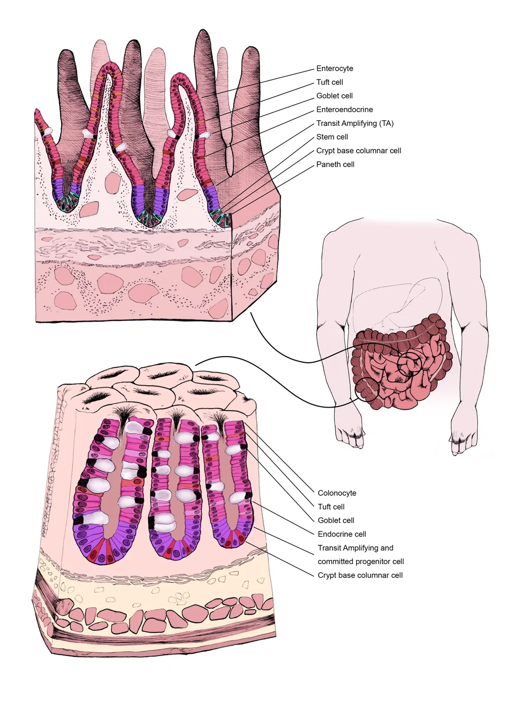 Figure 1: the structure and cellular composition of the small and large intestine.