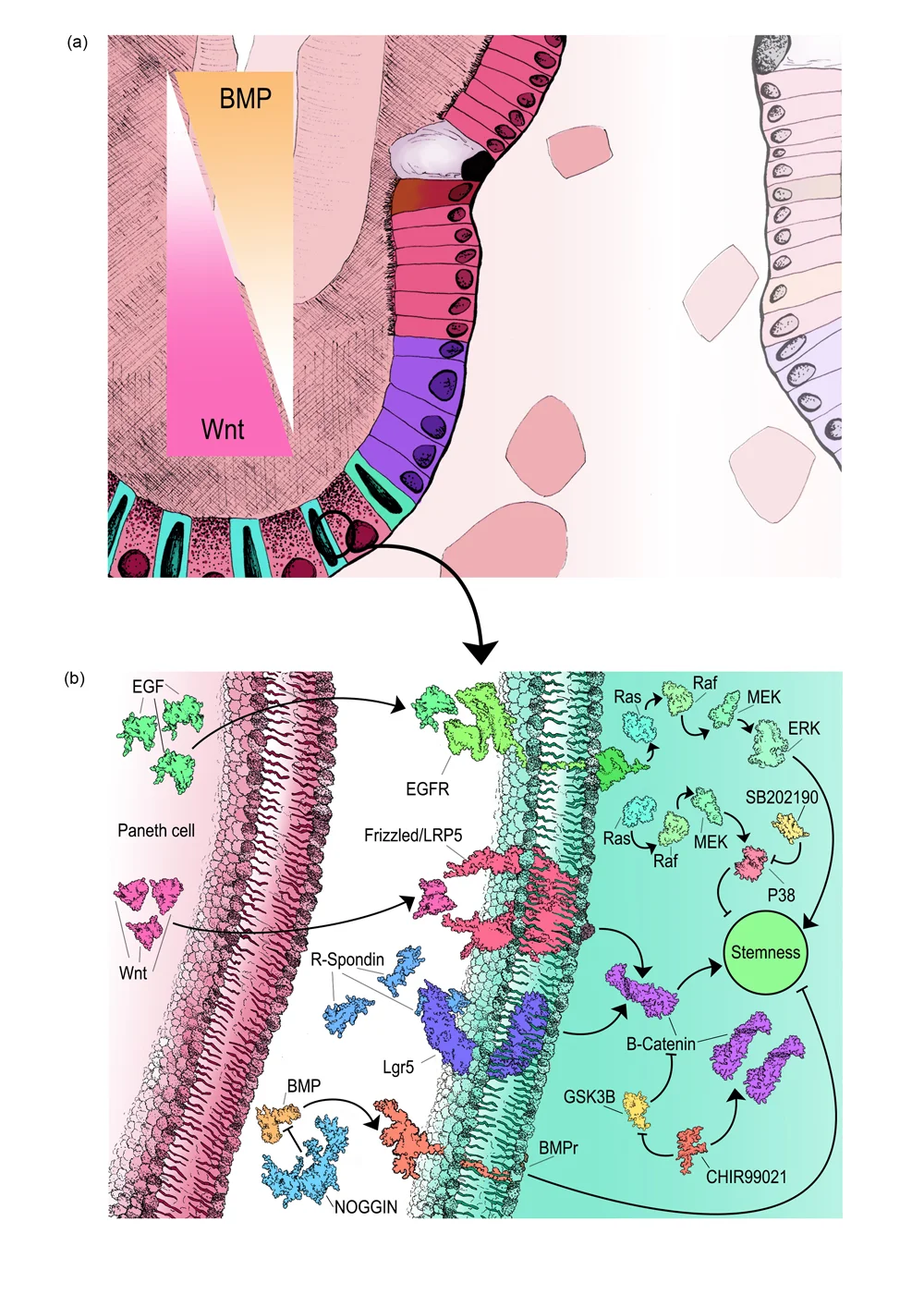 Figure 2: detailing the molecules present in an intestinal stem cell (and their concentration) in order to maintain multipotency.
