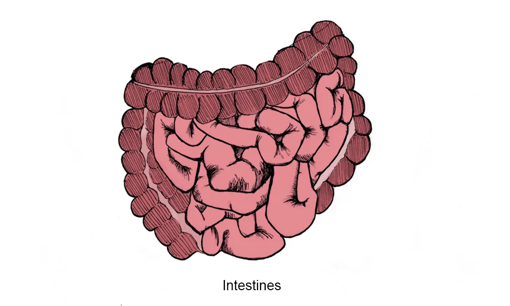 Gross anatomy of human intestines, ink and digital.