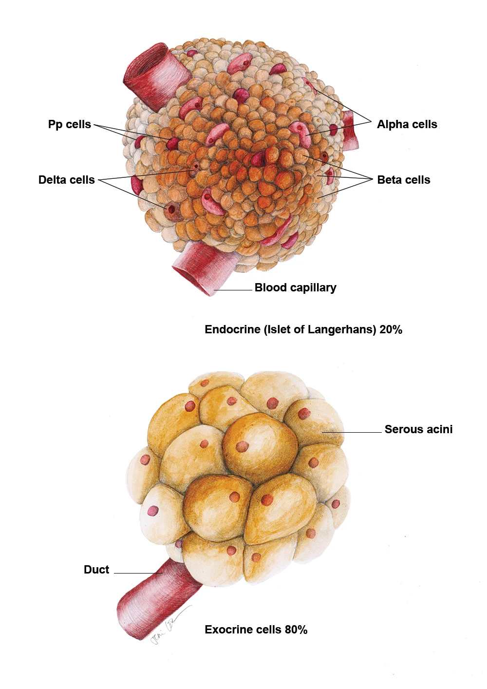 JC-ColoradoBookChapter-Histology.jpg