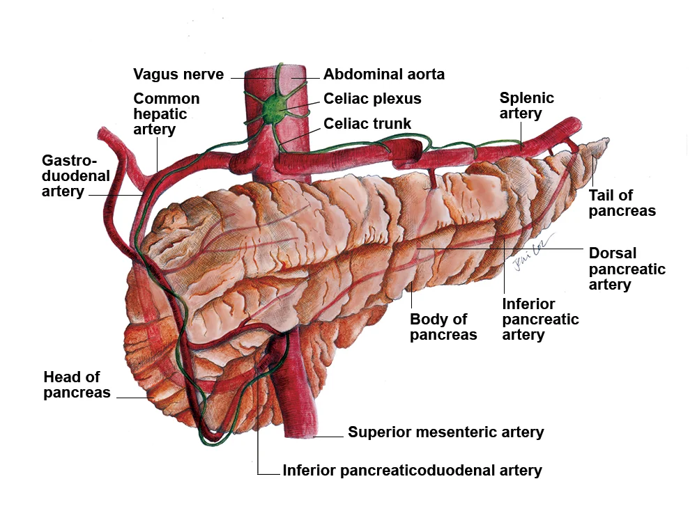 JC-ColoradoBookChapter-Pancreas.jpg