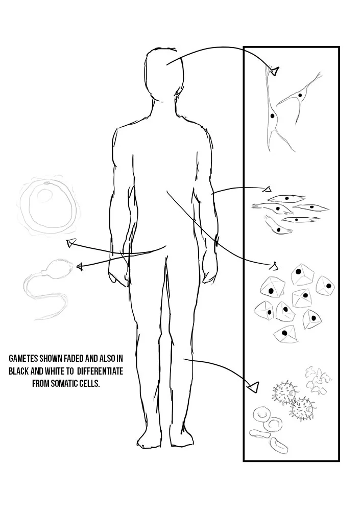 Rough for somatic cells
