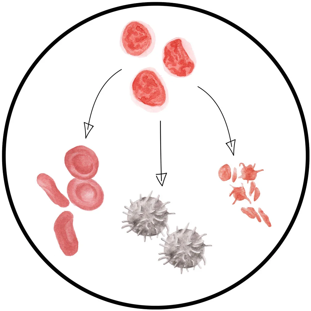 Mutlipotent Cells - click for BSL term